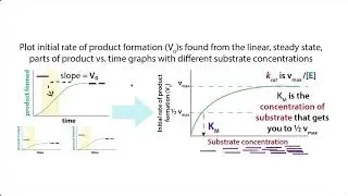 Enzyme kinetics &ndash; fundamentals of Michaelis-Menten kinetics, etc.