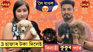 Dog wholesale market in Guwahati/৩৫০০ টকাতে পাব বিলাতী কুকুৰ