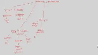 Prokaryotes - Nutrition and Metabolism | BIALIGY.com