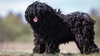 PULI DOG: A REGAL BEAST