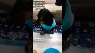 Jaldi iske phle koi aye🤫🤣#funny #trending #subscribetomypage #dachshundlove 🤩🌟🤗
