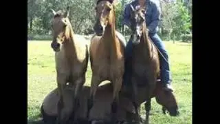 Riding In Harmony ~ Bridle-less
