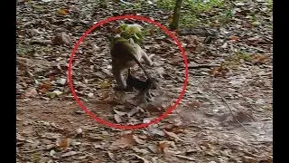 OMG! Why She Drag Baby monkey Like This? Poor Baby Very Scare and Cry got So Hurt.