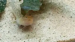 Desert goby staring
