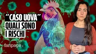 Influenza aviaria: uova introvabili e prezzi alle stelle negli USA. Quali sono i rischi