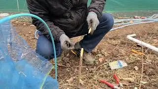 겨울접목하기, 겨울접목, 누구나쉽게접목