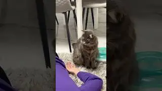 Решили проверить что будет делать если упадёт кожаный😅#cat #kitten #прикольныекоты #видосыоткота