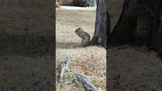 the squirrel returns! #squirrel #squirrelfriends #peanuts