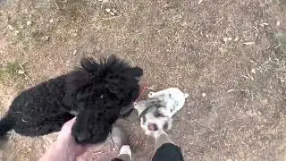 Basenji, Shelties, Poodle, Mini Schnaussie, French Corgi & Borsky!