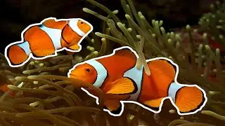 They Made the Fish from 