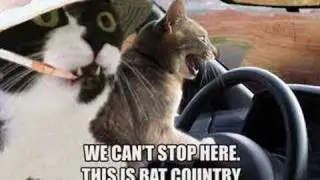 Cat gone wild