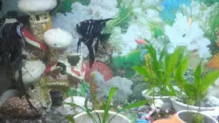 Angel Fish Aggressive Fight Over Mating Spot -  One female died before live stream & one bullied