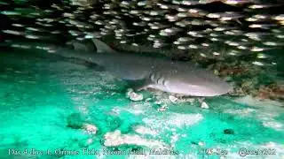 nurse shark shares cave with turtle - roomies!