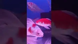 goldfish farm
