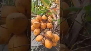 Coconut palms sway in the gentle breeze 😄