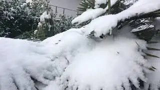 Hardy palms in snow - zone 7 garden