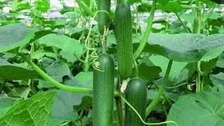 Cucumber rijk_zwan multistar