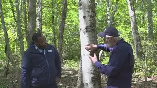 Connecticut beech trees dying due to disease caused by microscopic worm