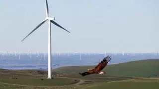 QUEST: Wind Energy vs. Eagles