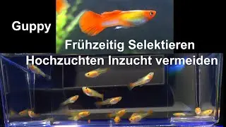 Selektion, Inzucht bei Fischen. Guppy Hochzucht