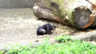 Congrats! Cleveland Metroparks Zoo reveals newborn Sloth Bear is a girl