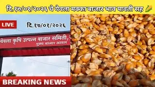 दि.१७/०१/२०२६ चे येवला मक्का बाजार भाव पावती सह 🌽|yeola makka bajar bhav|#yeolamakkabajarbhav