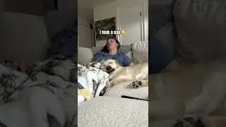 My Dog Took A Very Good Nap 😴 #puppy