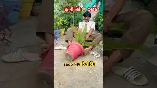 Sago palm repotting #sago #palm #repotting #shorts #ytshorts #foryou #foryoupage #trending #viral