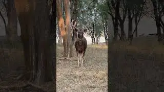 Staring contest. WHO moves first? @follower #wildlife #sambal #imdia #short #reel