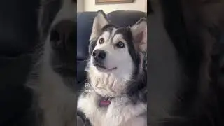 husky seating in sofa watching TV dogie movies