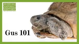 Gus 101 - 101 Questions & Answers about Gus the Gopher Tortoise