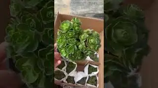 Aeonium Tree Rose #succulents #succulent #suculentas #succulentlove #greenhouse #echeveria