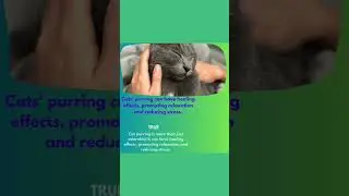 Cats' purring can have healing effects, promoting relaxation and reducing stress.