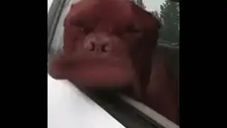 Dog lips 