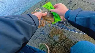 Crabbing for Dungeness crab at the Westport pier.