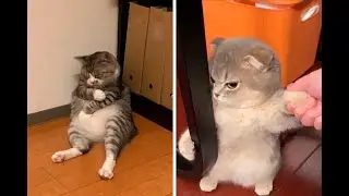 CAT LOVERS ALERT! 10 Funniest Cats You Won't Believe Exist