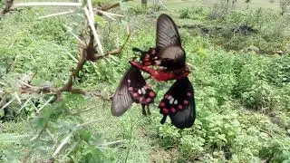 Mating of Common rose butterfly.