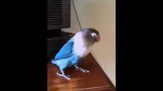 Blue The Dancing Lovebird