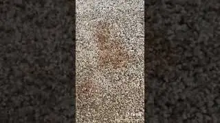 How to remove pet urine from carpet