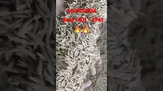 BULANDSHAHR MANDI Rate #trending #viralvideo #paddy #paddyrate #rates #today