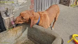Bailey Dog with Yellow Hoop in the North East Day Five | Rockpooling, Surfing  & Biscuit Tricks 🌊🐾🦴