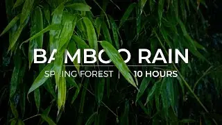 Bamboo Rainfall Sound | 10 Hours of Rain Sound for Relaxation & Meditation | Fall asleep fast