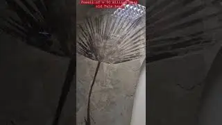 Fossil of a 50 million year old Palm Leaf