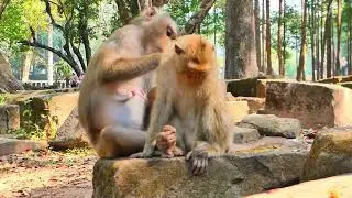 #monkeyrainbow #baila #monkeychallenge #cutemonkey #libby