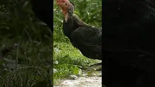 Wild fowl, this rooster is exhausted #shorts #wildfowl #rooster