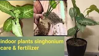 Singhonium plants outdoor or indoor / syngonium plant reporting and care & fertilizer.