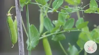 Growing Shell Peas from Seed in Zone 6b/7 Gardening for Beginners Organic Food Growing Green Plants