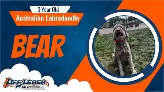 3 YEAR OLD AUSTRALIAN LABRADOODLE 