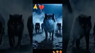 Wild Wolf 🐺 Attacks in 3D Animation | Dangerous Animal Fight
