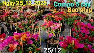 Thứ năm 25_12 nhiều compo đẹp 5,6 cây Chào bán ☎️0842 611 244. CTMT 